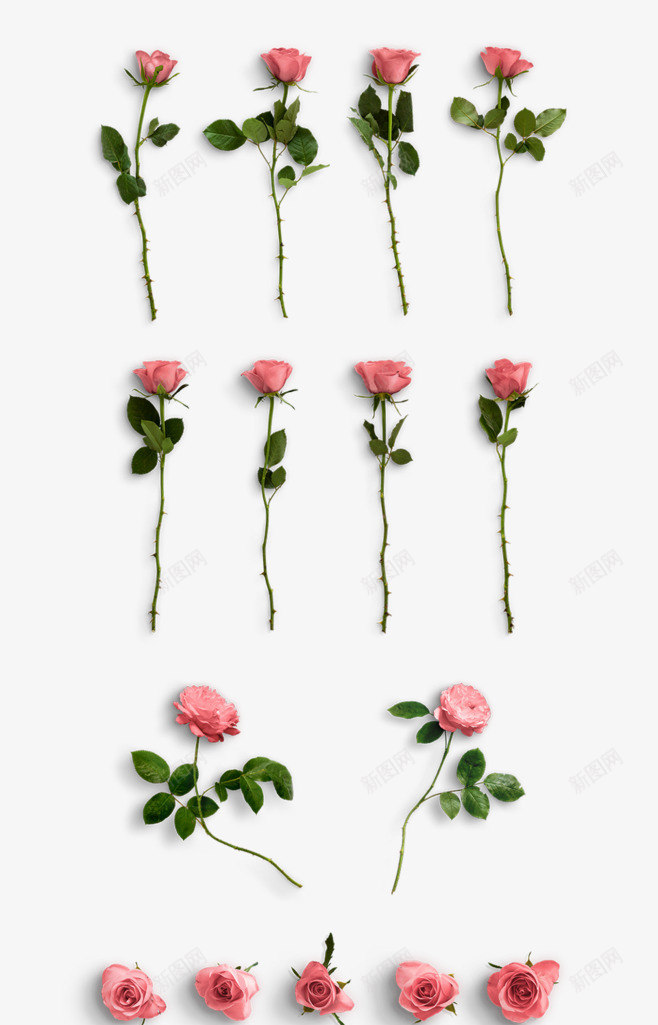 粉红色玫瑰花png免抠素材_新图网 https://ixintu.com png 植物 玫瑰 玫瑰花 粉红色 素材