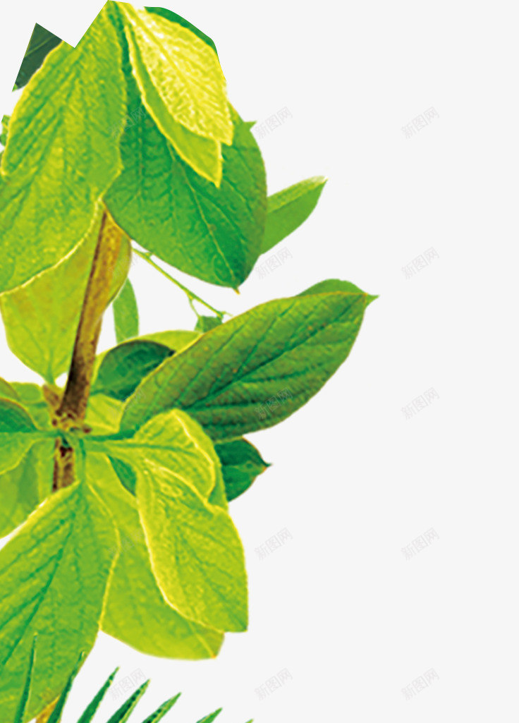 版纳热带雨林植物png免抠素材_新图网 https://ixintu.com 热带 热带雨林植物 版纳 绿植