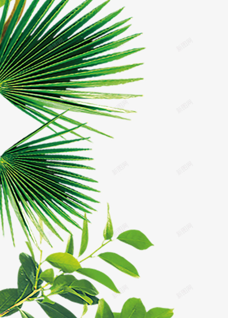 版纳热带雨林植物png免抠素材_新图网 https://ixintu.com 热带 热带雨林植物 版纳 绿植