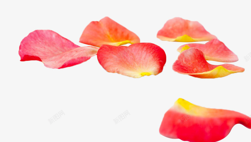 粉色玫瑰花瓣png免抠素材_新图网 https://ixintu.com 唯美 地上的花瓣 散落 植物 玫瑰花瓣 粉色 花卉 花瓣 落地的花瓣 落花