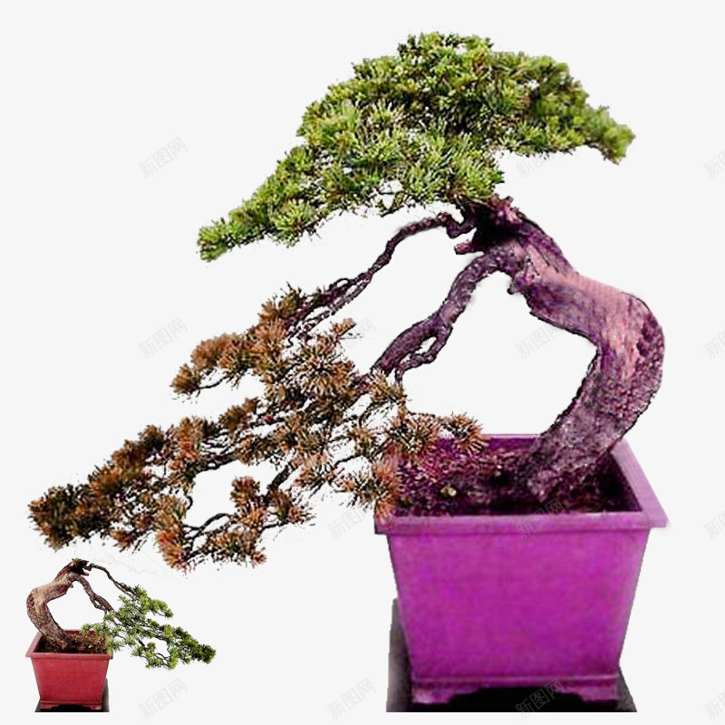 盆栽绿色歪脖迎客松psd免抠素材_新图网 https://ixintu.com 歪脖 盆栽植物 紫色花盆 绿色 迎客松