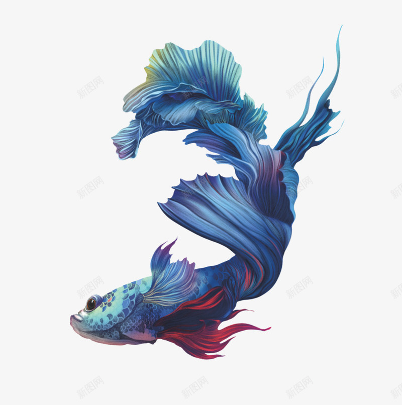 蓝色小鱼png免抠素材_新图网 https://ixintu.com 小鱼 蓝色鱼 蓝鱼 金鱼