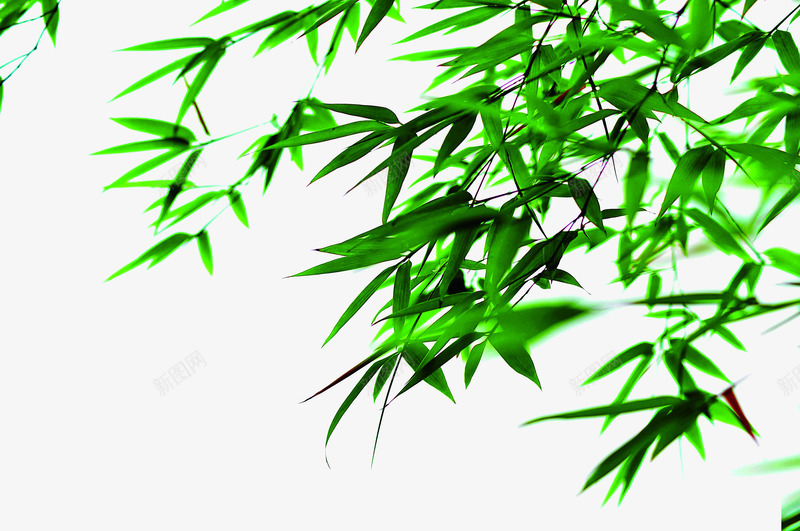棕情端午绿色树叶枝叶png免抠素材_新图网 https://ixintu.com 枝叶 树叶 端午 绿色