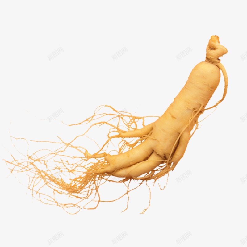 黄色植物人参装饰png免抠素材_新图网 https://ixintu.com 人参 免抠图 效果图 植物 药材 装饰图 黄色人参