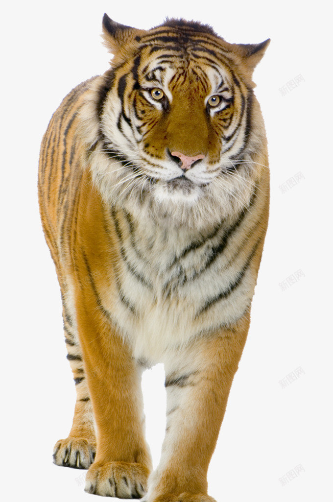 威武凝视的老虎png免抠素材_新图网 https://ixintu.com 凶猛 恶虎 王 虎 虎虎生物 霸气 霸气老虎