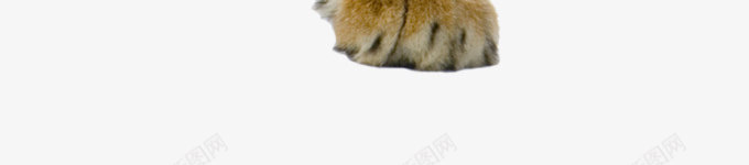 威武凝视的老虎png免抠素材_新图网 https://ixintu.com 凶猛 恶虎 王 虎 虎虎生物 霸气 霸气老虎