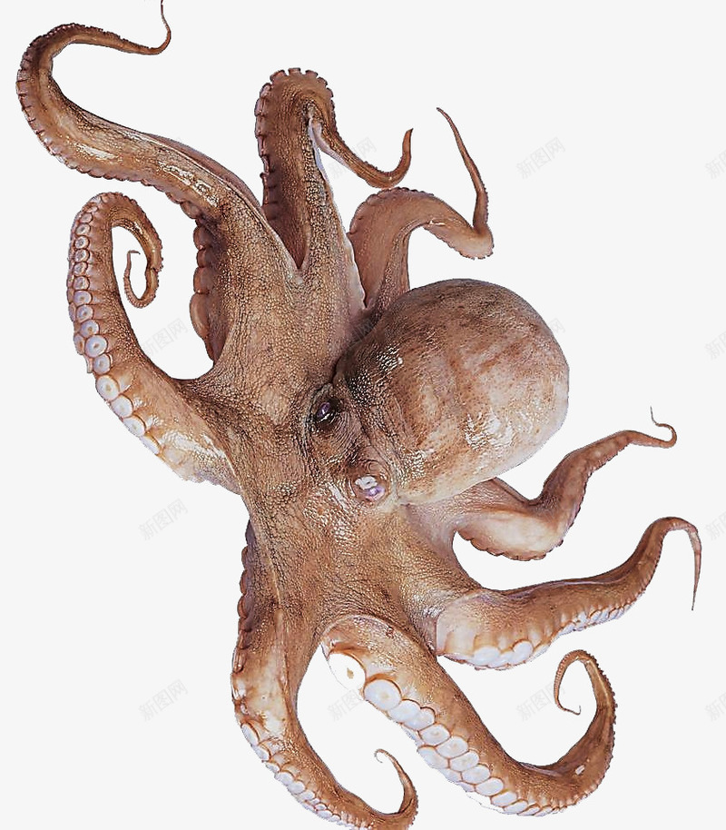 鱿鱼png免抠素材_新图网 https://ixintu.com 乌贼 墨鱼 水产 水产食材 海鲜 生物世界 食材 鱼类 鱿鱼