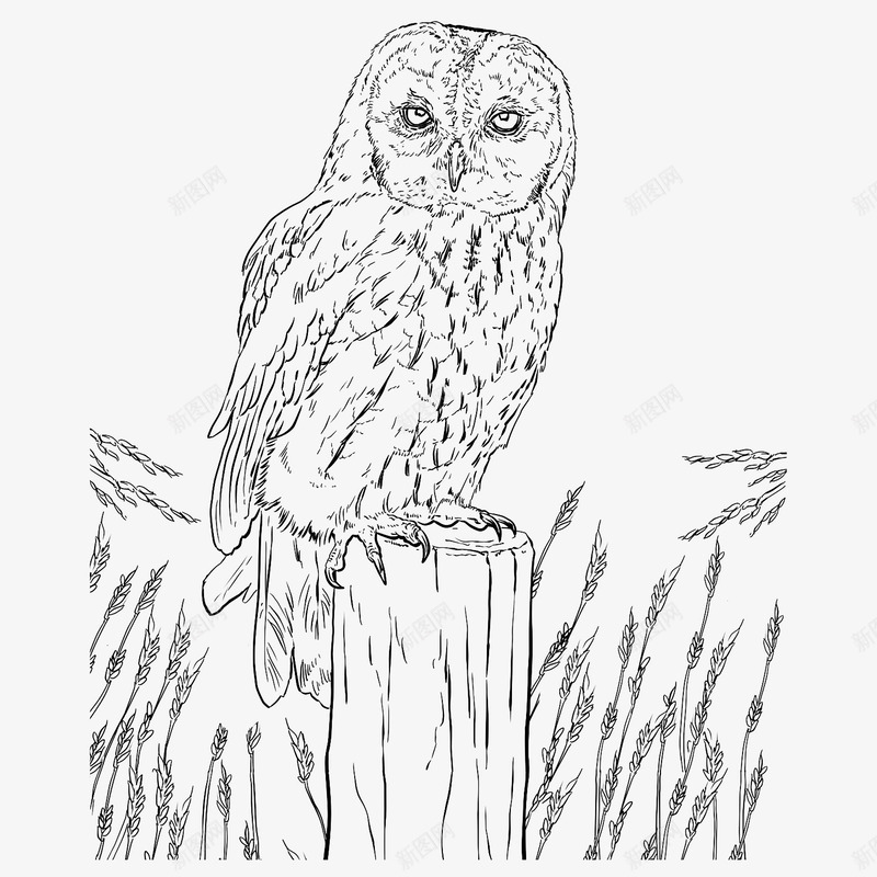 树桩上的猫头鹰png免抠素材_新图网 https://ixintu.com 插画 树桩 猫头鹰 简笔画 纹理 线条 鸟类 黑白