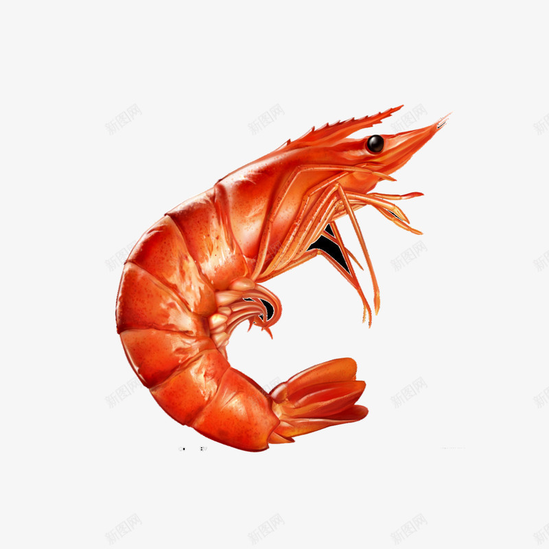 河虾png免抠素材_新图网 https://ixintu.com 甲壳动物 红色 虾 食物