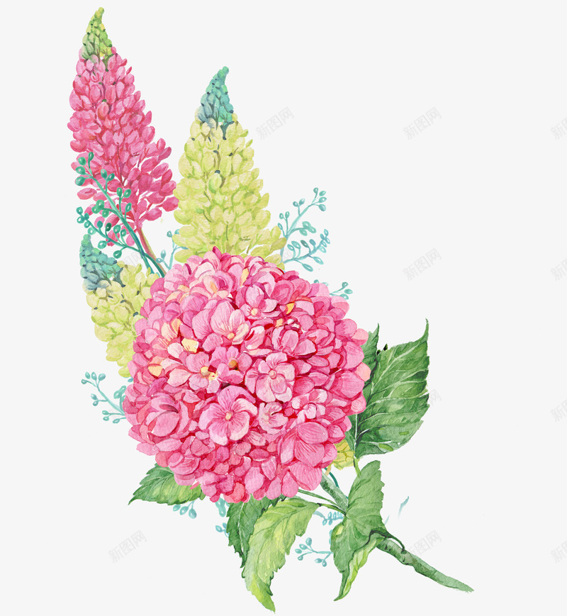 水彩粉色花球简图png免抠素材_新图网 https://ixintu.com 叶子 桔梗 植物 水彩 美丽的 花卉 花朵 花瓣