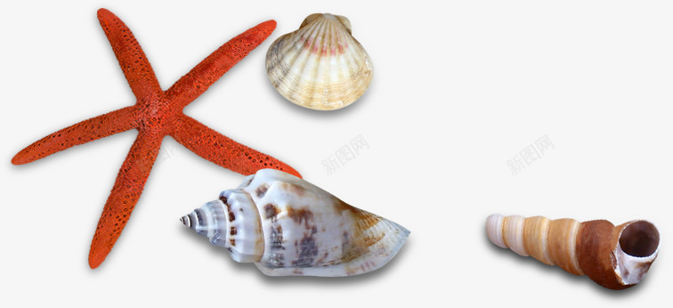 沙滩海边海星贝壳png免抠素材_新图网 https://ixintu.com 沙滩 海星 海边 设计 贝壳