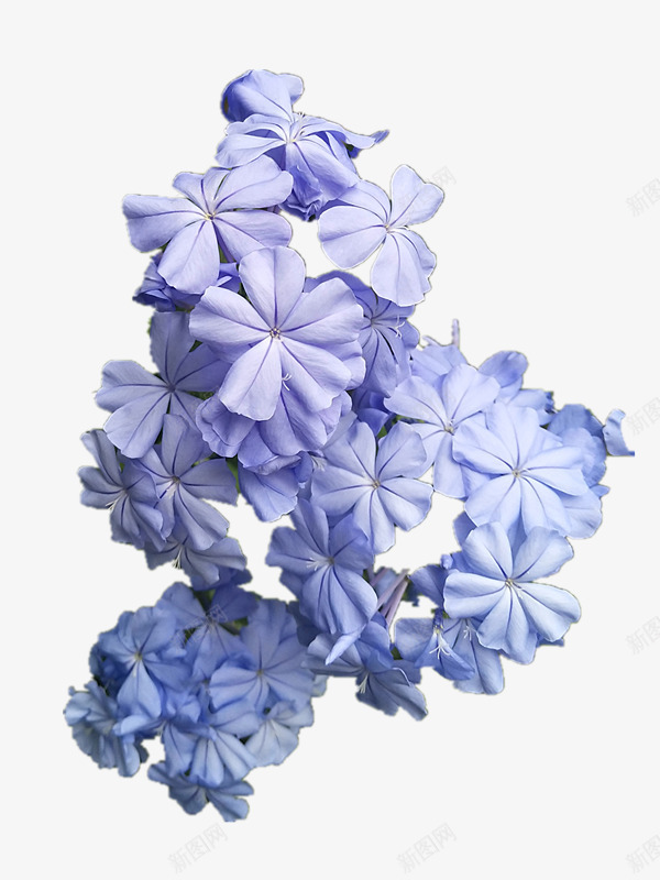 紫蓝色的花朵png免抠素材_新图网 https://ixintu.com 紫1 紫蓝色 紫蓝色花朵 花朵 鲜花