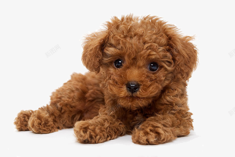 棕色贵宾犬png免抠素材_新图网 https://ixintu.com 可爱 棕色 狗狗 贵宾犬