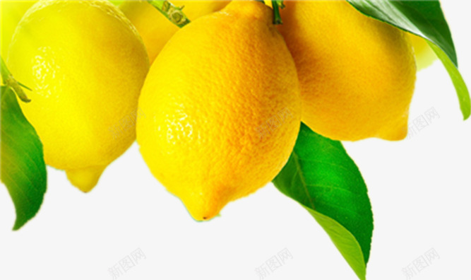 黄色的柚子png免抠素材_新图网 https://ixintu.com 果实 树上的果子 水果 黄皮水果