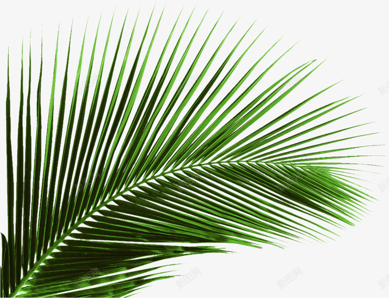 绿色植物芭蕉叶树叶png免抠素材_新图网 https://ixintu.com 树叶 绿色植物 芭蕉叶
