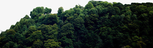 树林png免抠素材_新图网 https://ixintu.com 山坡 山林 景色 树林 风景