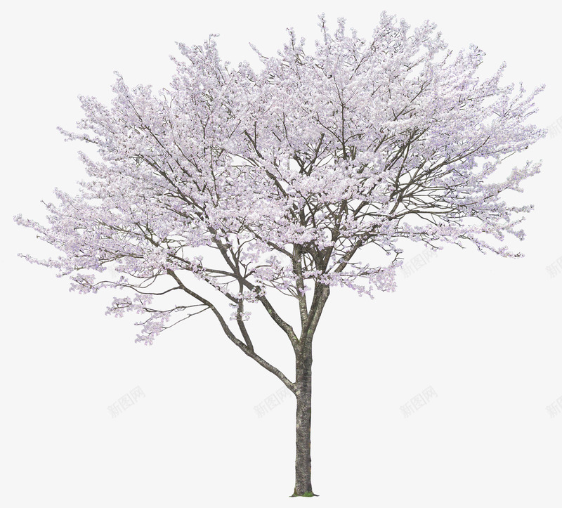 冬日中落满雪花的树木png免抠素材_新图网 https://ixintu.com 冬日 树木 雪花