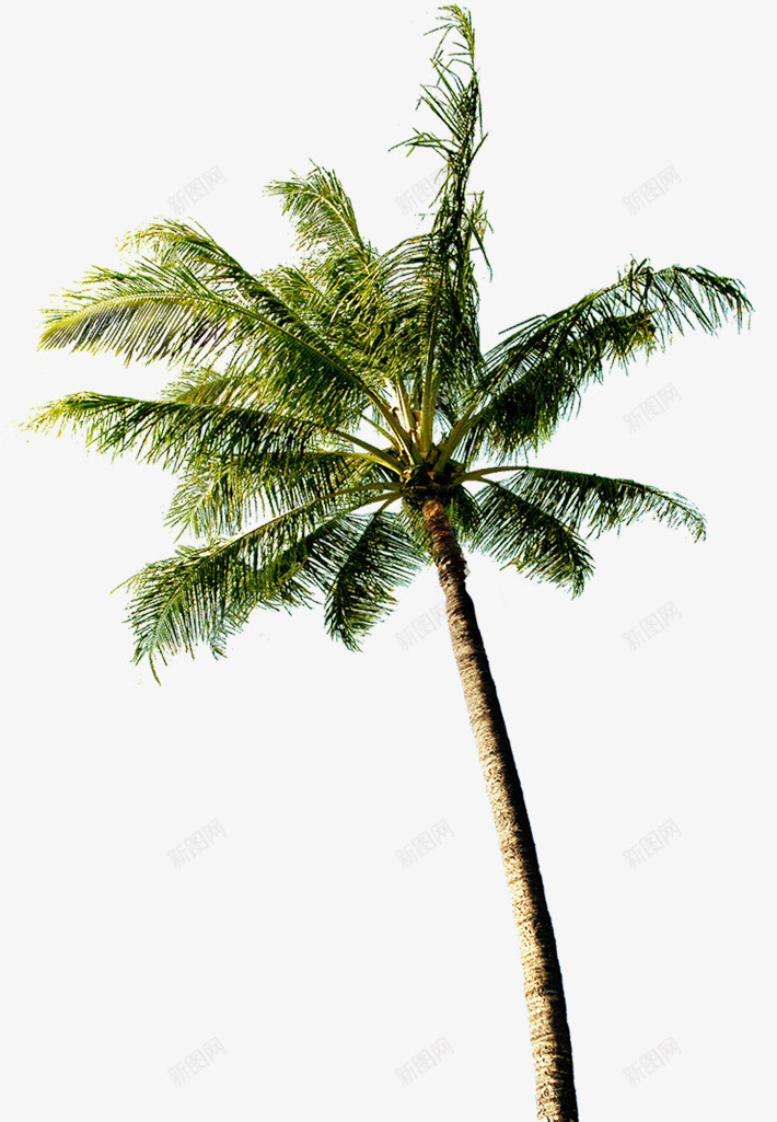 植物卡通海报效果沙滩椰子树png免抠素材_新图网 https://ixintu.com 卡通 效果 植物 椰子树 沙滩 海报