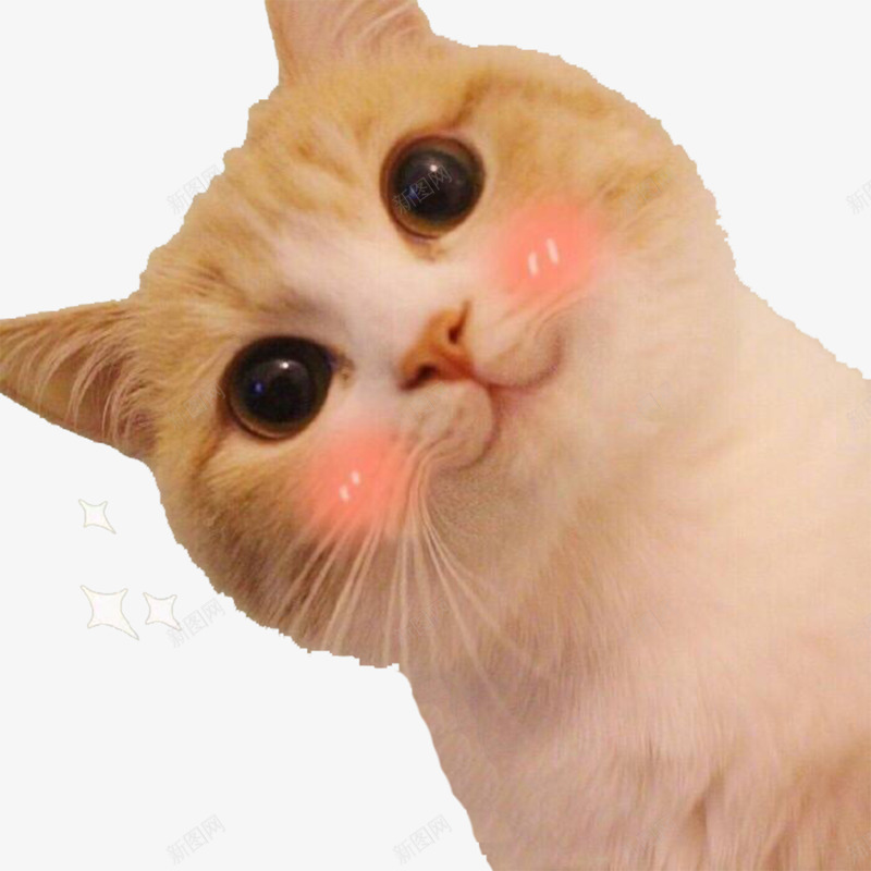 可爱猫咪png免抠素材_新图网 https://ixintu.com 动物 卖萌表情 歪头 猫咪 脸红