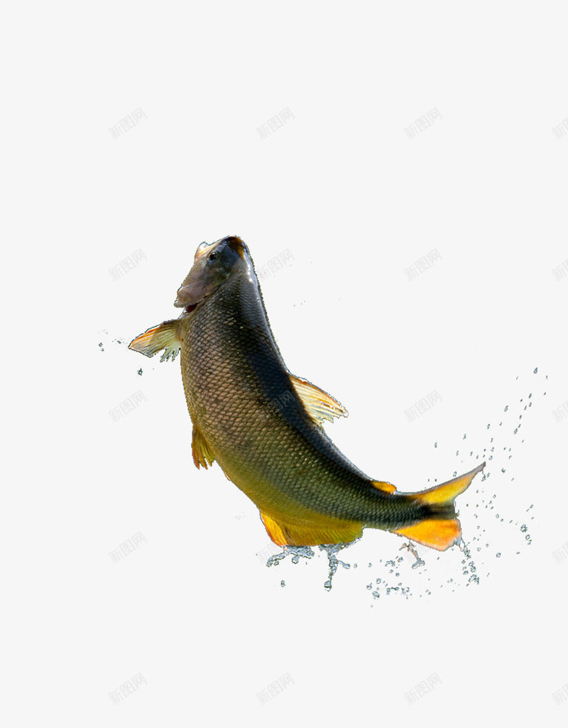 跃出水面的草鱼png免抠素材_新图网 https://ixintu.com 动物 水产 水滴 水花 生食 生鲜 跃出 跃起 飞溅 食品 鱼 鱼类