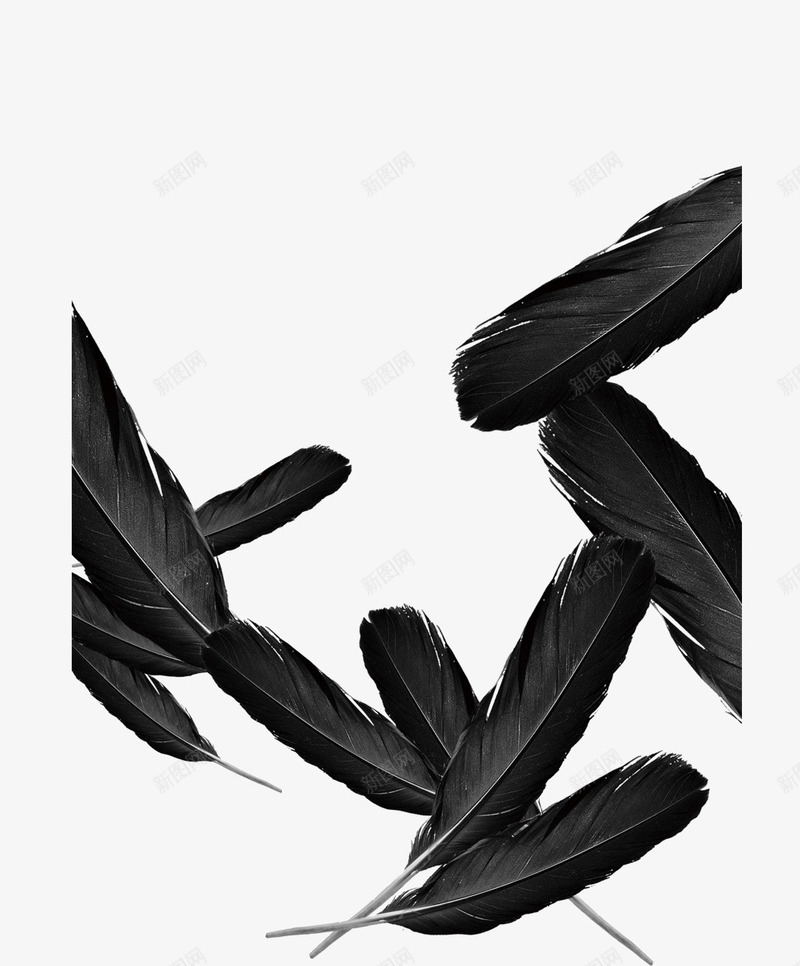 黑色羽毛png免抠素材_新图网 https://ixintu.com 羽毛 飘落的羽毛 黑色羽毛