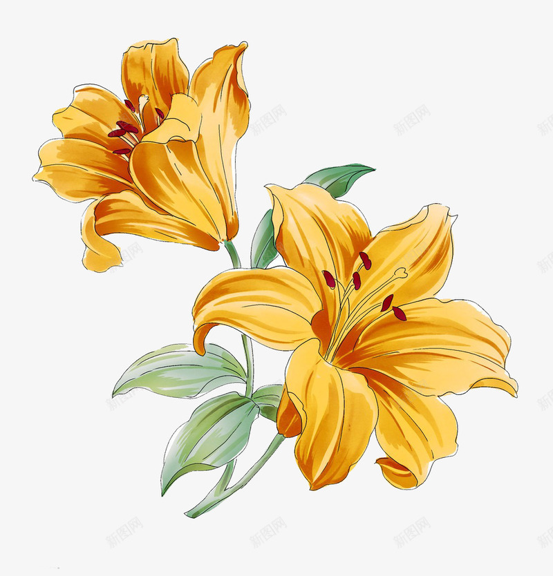 插画手绘百合花png免抠素材_新图网 https://ixintu.com 六片花瓣 插画 植物 百合 花