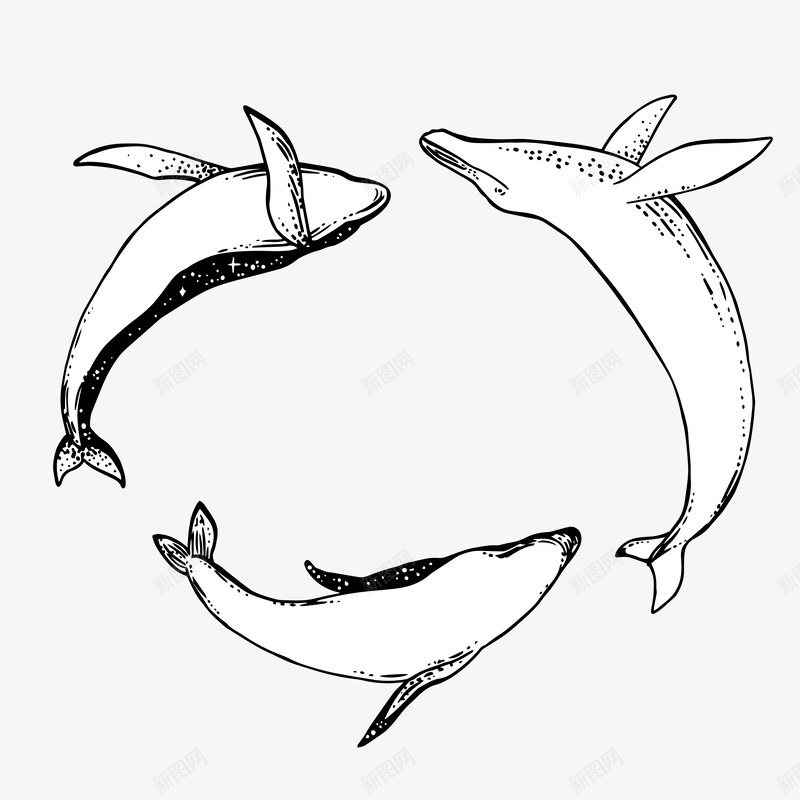 三头鲸鱼戏水简笔画png免抠素材_新图网 https://ixintu.com 动物 文艺 简笔画 素描鲸鱼 鲸鱼