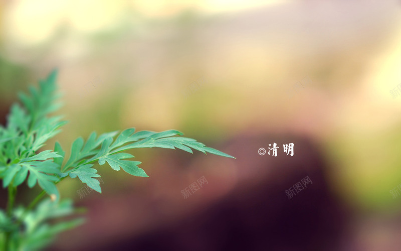 春天四月清明节青团海报背景9psd设计背景_新图网 https://ixintu.com 四月 四月图 春天 海报 清明节 背景 青团