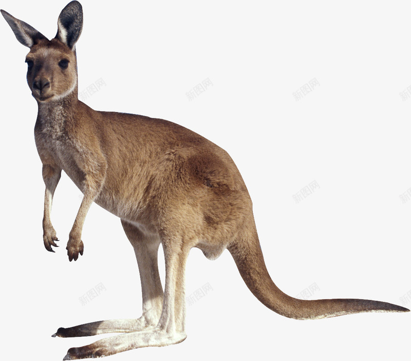 澳大利亚动物袋鼠png免抠素材_新图网 https://ixintu.com kangaroo 动物 澳大利亚 袋鼠