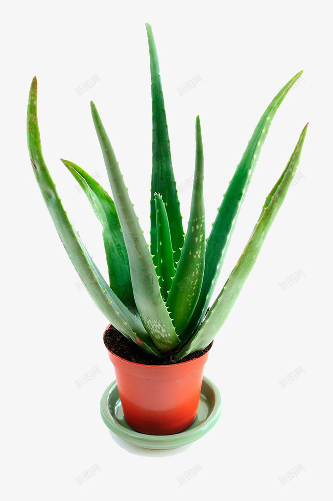芦荟盆栽png免抠素材_新图网 https://ixintu.com 培育 实物 芦荟叶 芦荟叶子 芦荟盆栽 药用植物 高清 高清图片