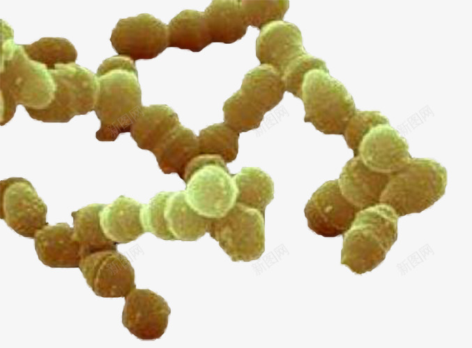 球菌png免抠素材_新图网 https://ixintu.com 微生物 显微镜实物 球菌