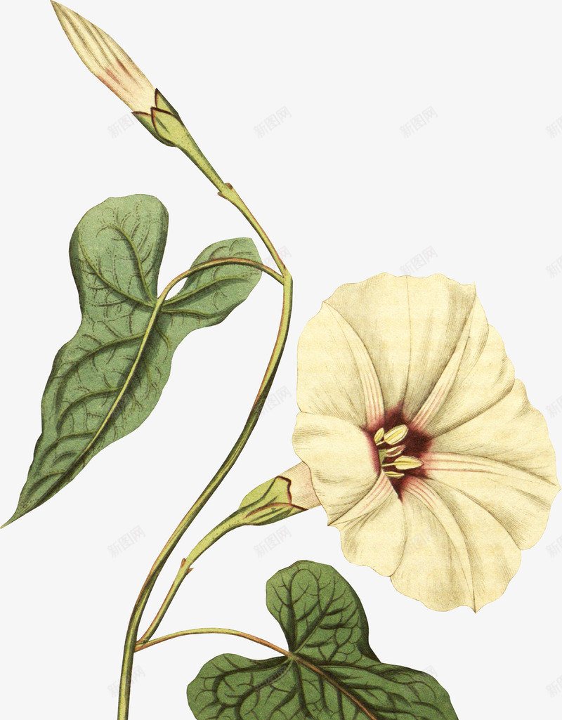 手绘牵牛花插画png免抠素材_新图网 https://ixintu.com 条形牵牛花 牵牛花开放 牵牛花花卉 花卉 花朵 花朵插画 花朵装饰 花草样本