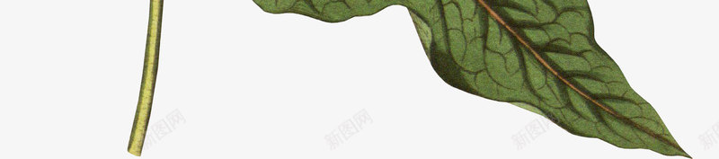 手绘牵牛花插画png免抠素材_新图网 https://ixintu.com 条形牵牛花 牵牛花开放 牵牛花花卉 花卉 花朵 花朵插画 花朵装饰 花草样本