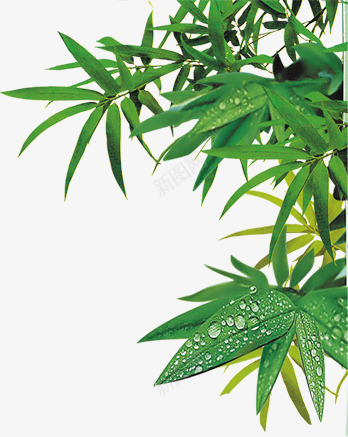 绿色叶子竹叶粽子端午节png免抠素材_新图网 https://ixintu.com 叶子 端午节元素 竹叶 粽子包衣 绿色 水滴 水珠 清新