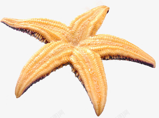 橙黄色海星效果沙滩png免抠素材_新图网 https://ixintu.com 效果 橙黄色 沙滩 海星 设计