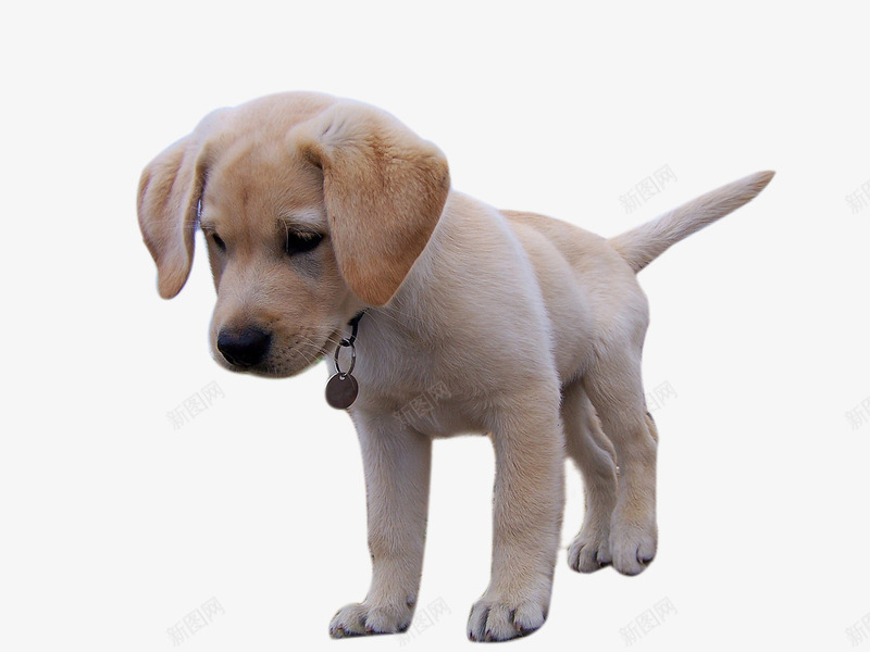 拉布拉多幼犬png免抠素材_新图网 https://ixintu.com 世界名犬 可爱 名犬 宠物 宠物摄影 宠物特写 小狗 幼犬 拉布拉多 犬类 狗