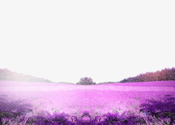 紫色花海唯美背景素材