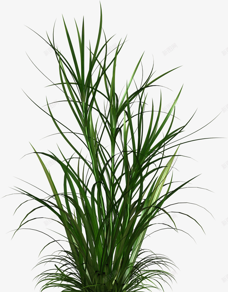 草模板png免抠素材_新图网 https://ixintu.com 免扣 植物 模板 素材 高清