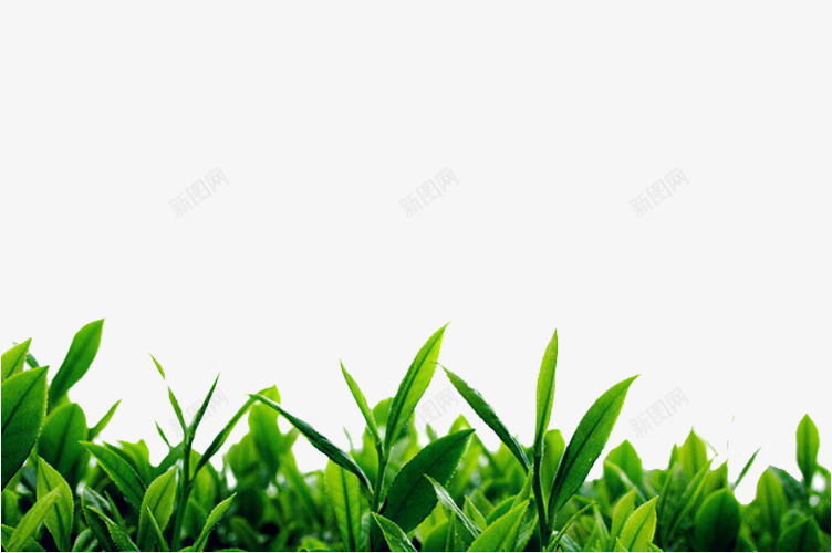绿茶背景png免抠素材_新图网 https://ixintu.com 绿色茶叶 绿色茶树 绿茶 茶 茶叶 茶叶素材 茶树