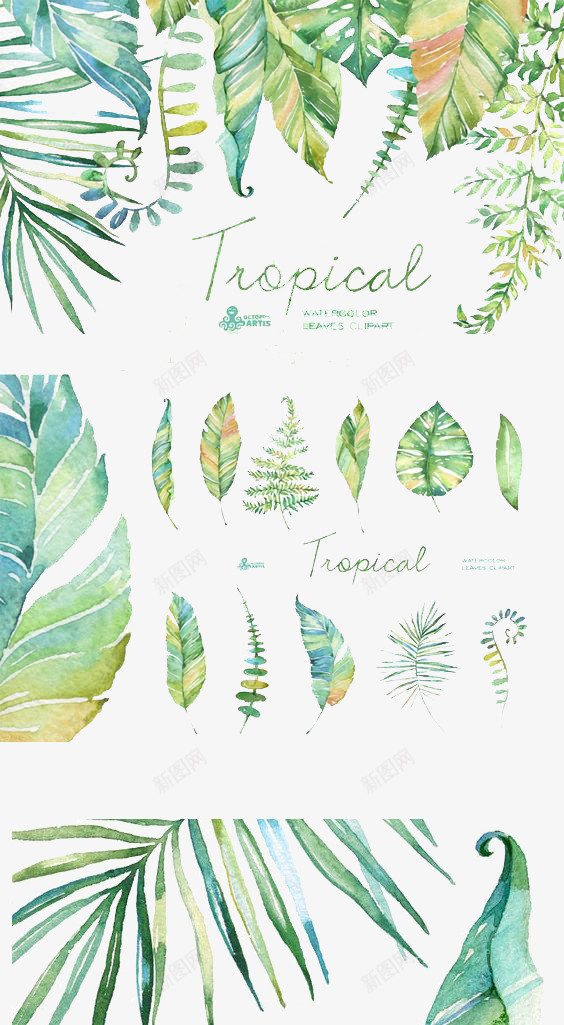 手绘植物png免抠素材_新图网 https://ixintu.com 叶子 叶脉 手绘植物 松树叶 树叶 植物