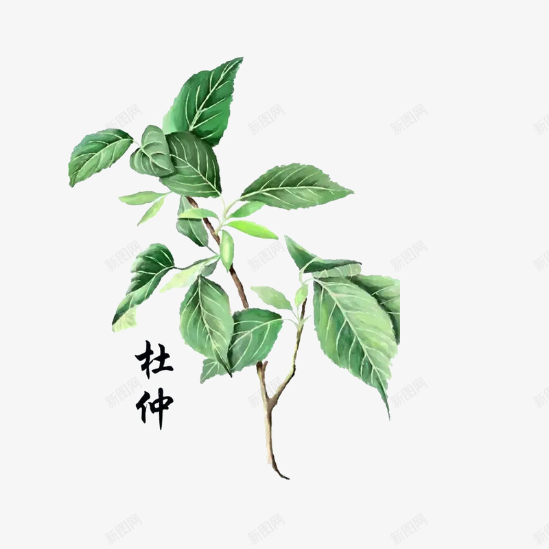 草药杜仲png免抠素材_新图网 https://ixintu.com 手绘中药材 绿色植物 草药杜仲 补肝脏强筋骨功效