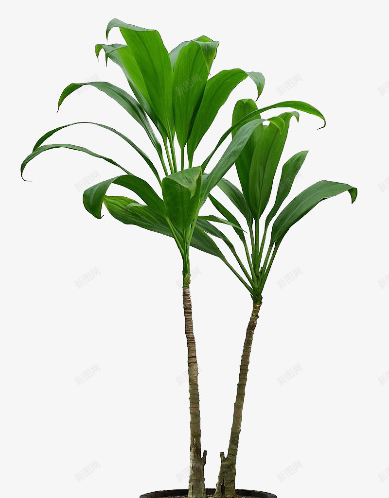 两颗高大巴西木png免抠素材_新图网 https://ixintu.com 两棵树 大型盆栽 室内观叶植物 木桶花盆 百合科常绿乔木 装饰素材
