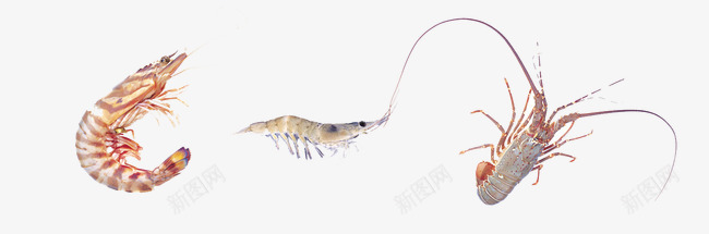 食物海鲜png免抠素材_新图网 https://ixintu.com 干虾 海虾 海鲜 虾类 食物