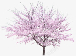 粉色桃树树木桃园景观装饰图案素材