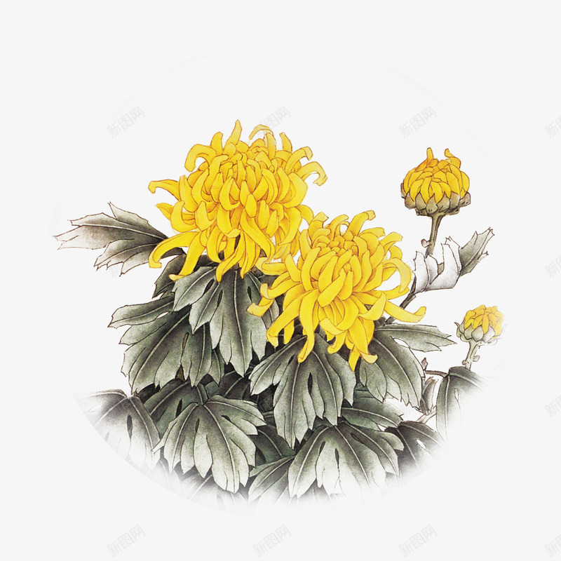 水墨黄色菊花秋菊png免抠素材_新图网 https://ixintu.com 中国风菊花 古风手绘菊花素材 墨菊花 水墨 法国蜡菊 秋菊 菊花 菊花图案 菊花花束 重阳 黄色 黄色菊花图片