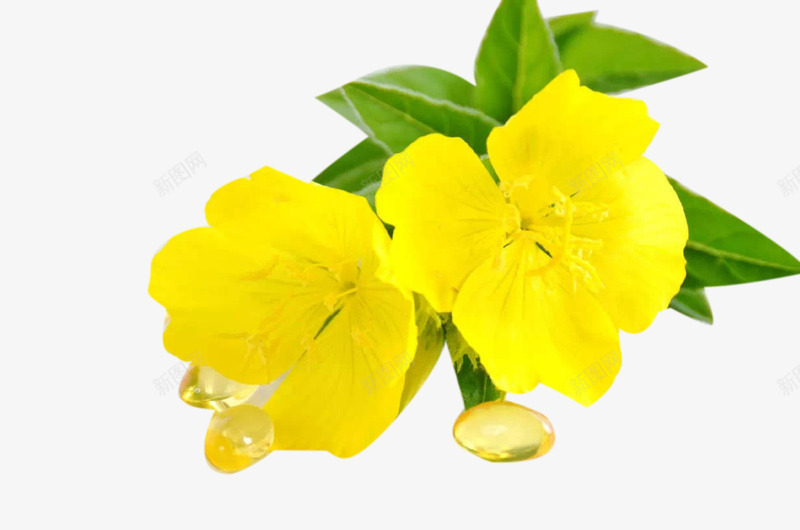 月见草与药丸png免抠素材_新图网 https://ixintu.com 月见草 植物 绿叶 草本 药丸 药物 黄色花