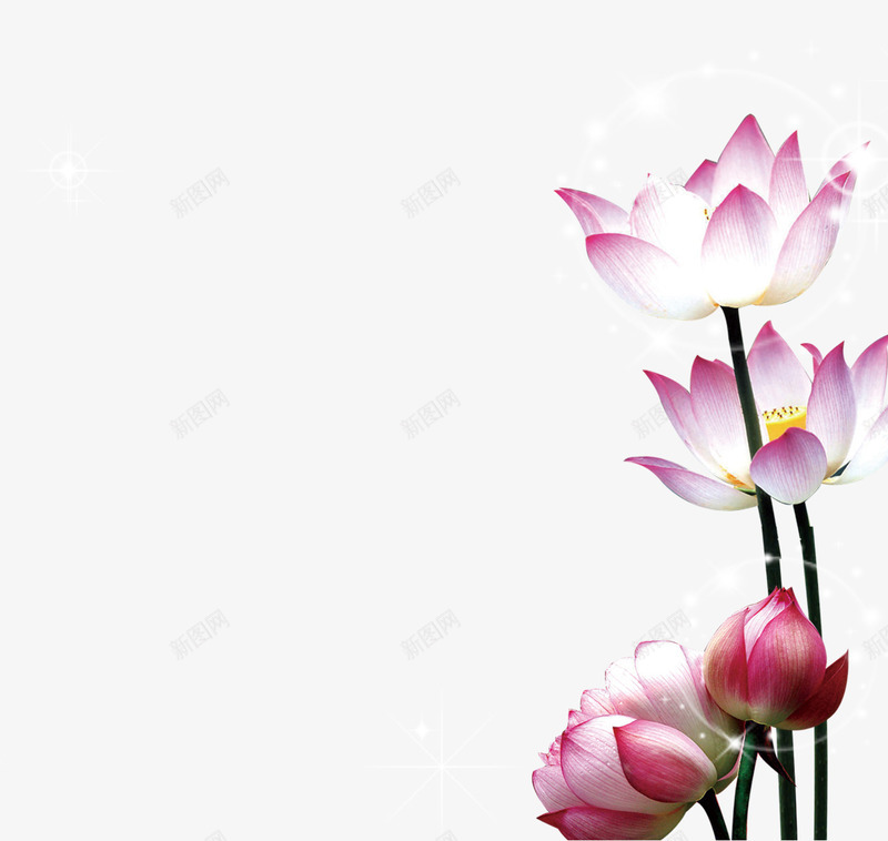 鲜艳的荷花png免抠素材_新图网 https://ixintu.com 紫红色 荷花 花朵 花苞 清新 可爱 中秋 中秋海报 中秋节 星光闪耀 海报背景