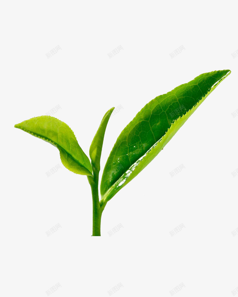 毛尖绿茶png免抠素材_新图网 https://ixintu.com 嫩叶 嫩茶 实物 新鲜 毛尖 绿茶 绿茶叶 茶 茶叶 采摘 铁观音 高清图片 龙井