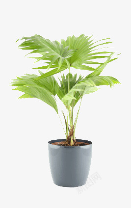 一盆绿色植物png免抠素材_新图网 https://ixintu.com 办公司 常青 盆栽