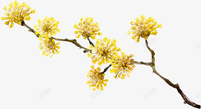 黄色卡通可爱菊花重阳节png免抠素材_新图网 https://ixintu.com 卡通 可爱 菊花 菊花图案 重阳节 黄色
